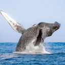Los Cabos Whale Sea Safari