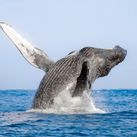 Los Cabos Whale Sea Safari