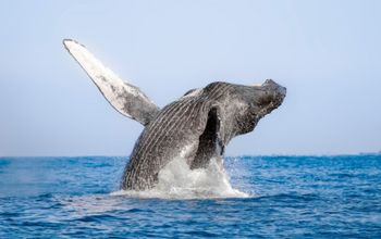 Los Cabos Whale Sea Safari