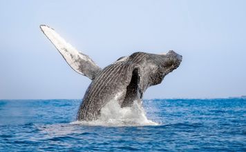 Los Cabos Whale Sea Safari