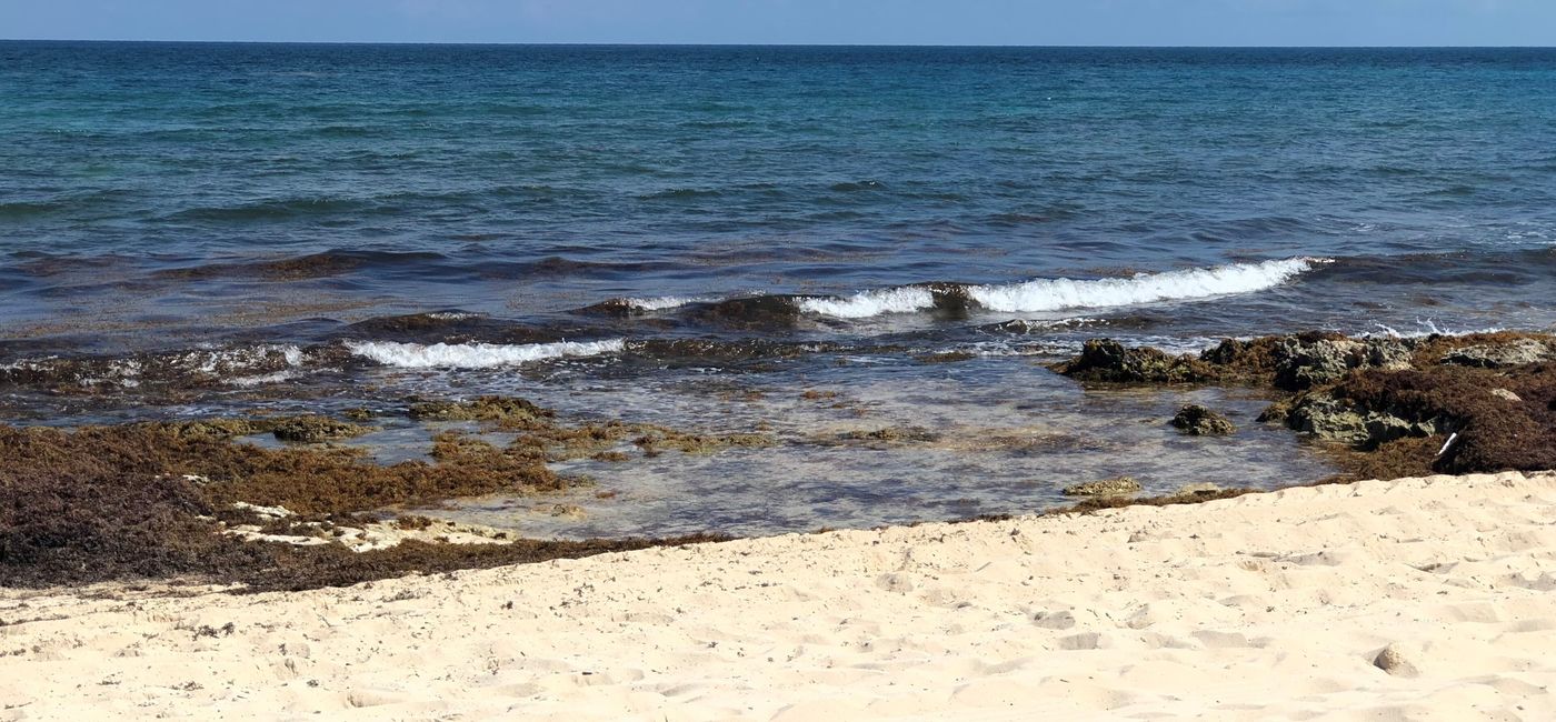 Image: Sargassum on a beach in Riviera Maya, Mexico. (photo via Codie Liermann)