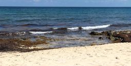 Sargassum on a beach in Riviera Maya, Mexico.