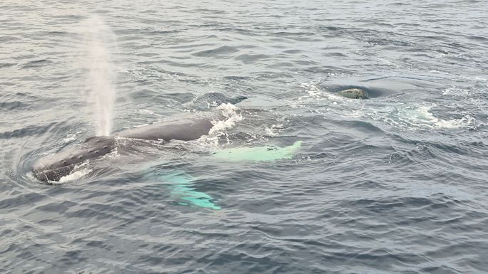 Gatherall's Puffin and Whale Watch