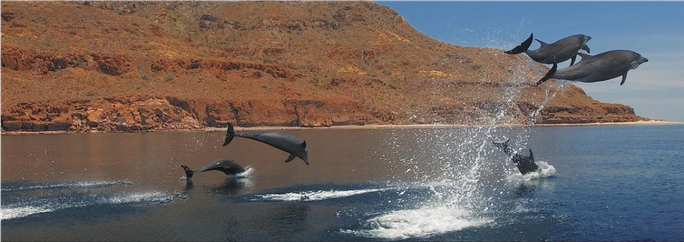 Leaping dolphins near Loreto, Baja California Sur