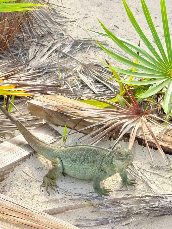 Iguana at Iguana Island in Turks & Caicos Iguana at Iguana Island in Turks & Caicos