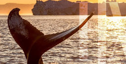 Secure the Best Price on Your First Expedition – HX Explorers Sale Ends Soon
