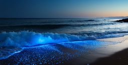 Bioluminescent plankton on a dark beach