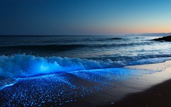 Bioluminescent plankton on a dark beach