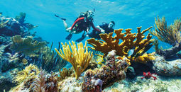 Couple scuba diving in a reef in the Florida Keys & Key West.