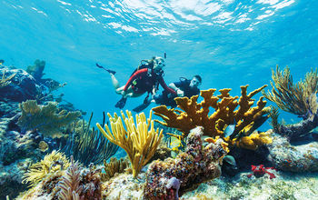 Couple scuba diving in a reef in the Florida Keys & Key West.