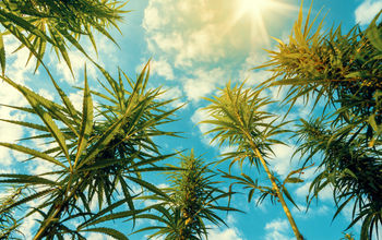 Cannabis plants in a field.