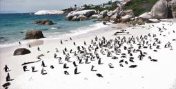 Penguins at Boulders Beach, South Africa