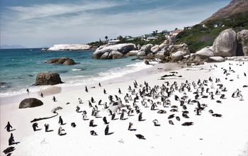 Penguins at Boulders Beach, South Africa