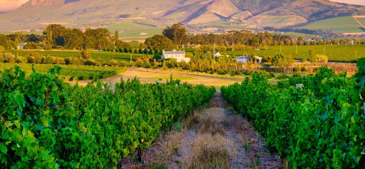 Image: Vineyard landscape in Stellenbosch, South Africa. (Photo Credit: Adobe Stock/Chirapriya)