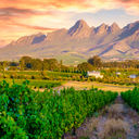Vineyard landscape in Stellenbosch, South Africa.