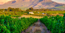 Vineyard landscape in Stellenbosch, South Africa.