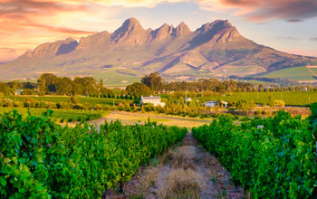 Vineyard landscape in Stellenbosch, South Africa.