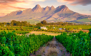 Vineyard landscape in Stellenbosch, South Africa.