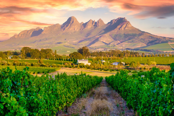 Vineyard landscape in Stellenbosch, South Africa. Vineyard landscape in Stellenbosch, South Africa.