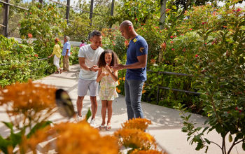 Butterfly World in Coconut Creek, Greater Fort Lauderdale, Florida