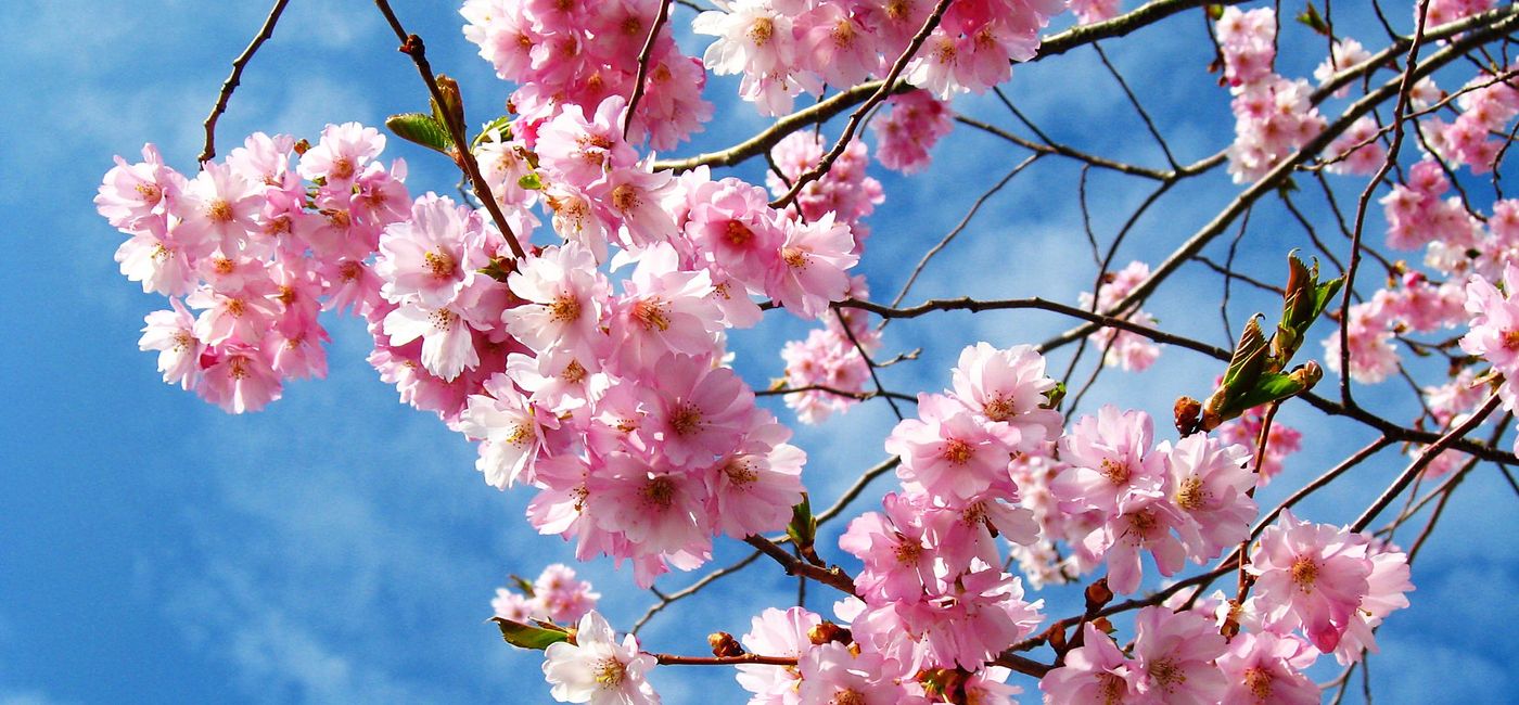Image: Cherry Blossoms. (Photo via Lisa borbély / Flickr) (Photo Credit: Cherry blossoms)