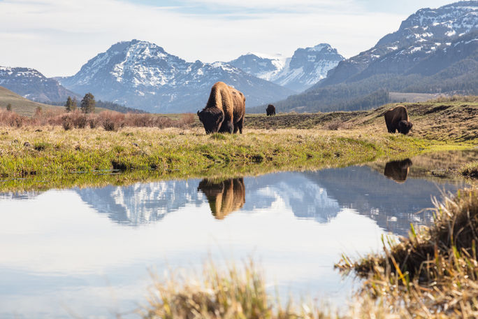 Bull bison grazing in Yellowstone's Lamar Valley. Bull bison grazing in Yellowstone's Lamar Valley.