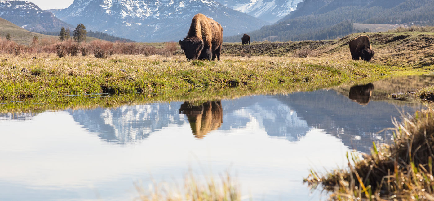 Image: Bull bison grazing in Yellowstone's Lamar Valley. (Photo courtesy of Abercrombie & Kent/Jacob W Frank)