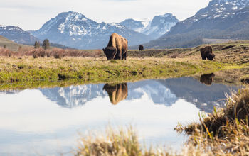 Bull bison grazing in Yellowstone's Lamar Valley.