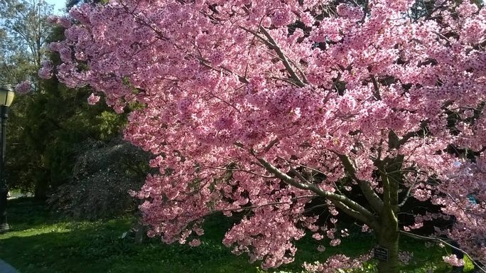 Cherry Blossom trees Cherry Blossoms