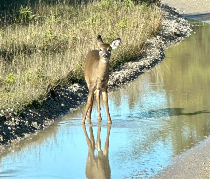 Un cerf à Anticosti Un cerf à Anticosti