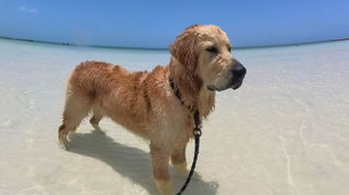 Bailey enjoys the beaches of Mexico