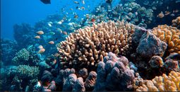 Save up to $500 on the South Pacific with Collette
