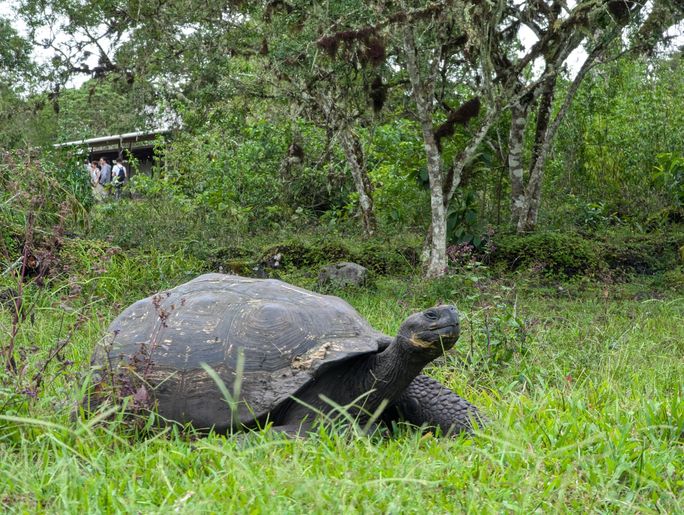 A giant tortoise wanders through the grass on Santa Cruz Island A giant tortoise wanders through the grass on Santa Cruz Island