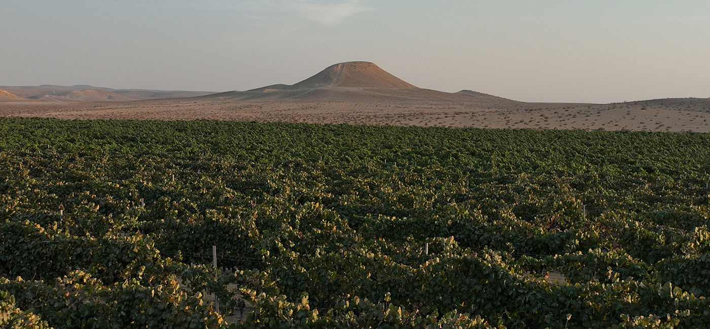 Image: Negev wine region, Israel (Photo Credit: David Silverman/Israel Ministry of Tourism)