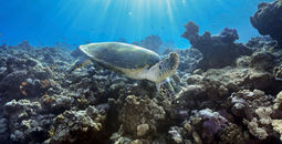 A hawksbill turtle swimming