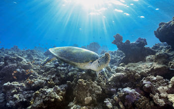 A hawksbill turtle swimming