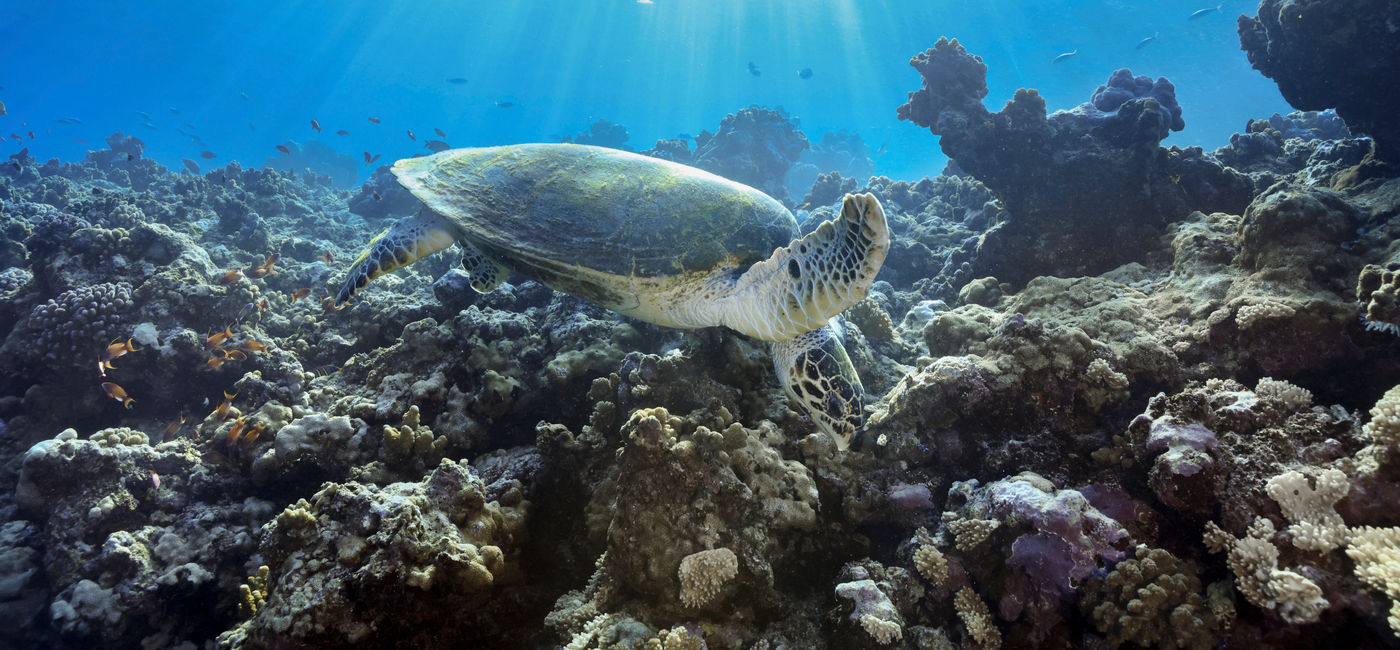 Explora marine photography