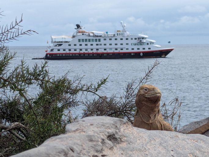 A land iguana poses in front of the MS Santa Cruz II on Santa Fe Island A land iguana poses in front of the MS Santa Cruz II on Santa Fe Island