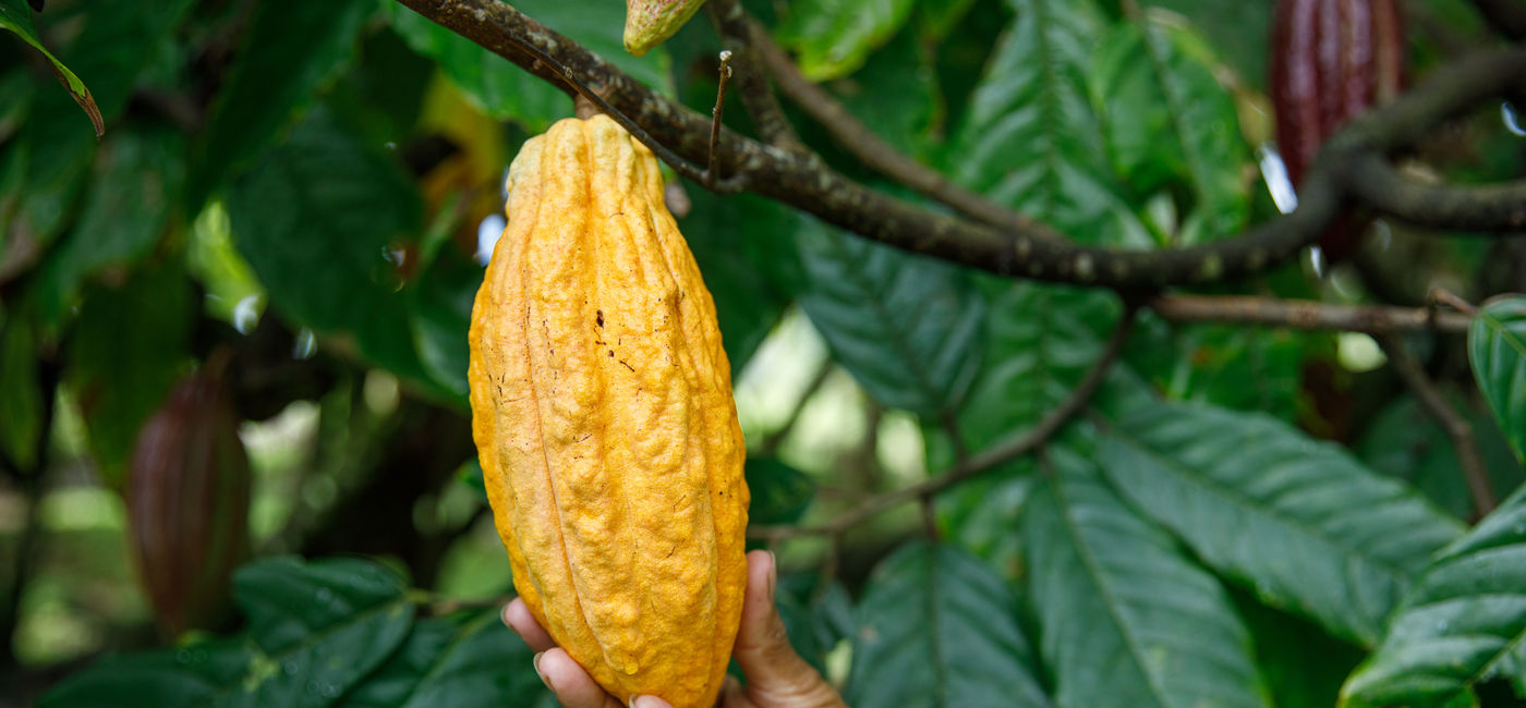 Image: Natural cocoa in the Dominican Republic.  (Photo Credit: Aleksandr Rybalko/Adobe Stock)