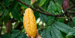 Natural cocoa in the Dominican Republic. 