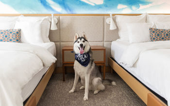 Dog staying at The Portola Hotel & Spa, Monterey, California.