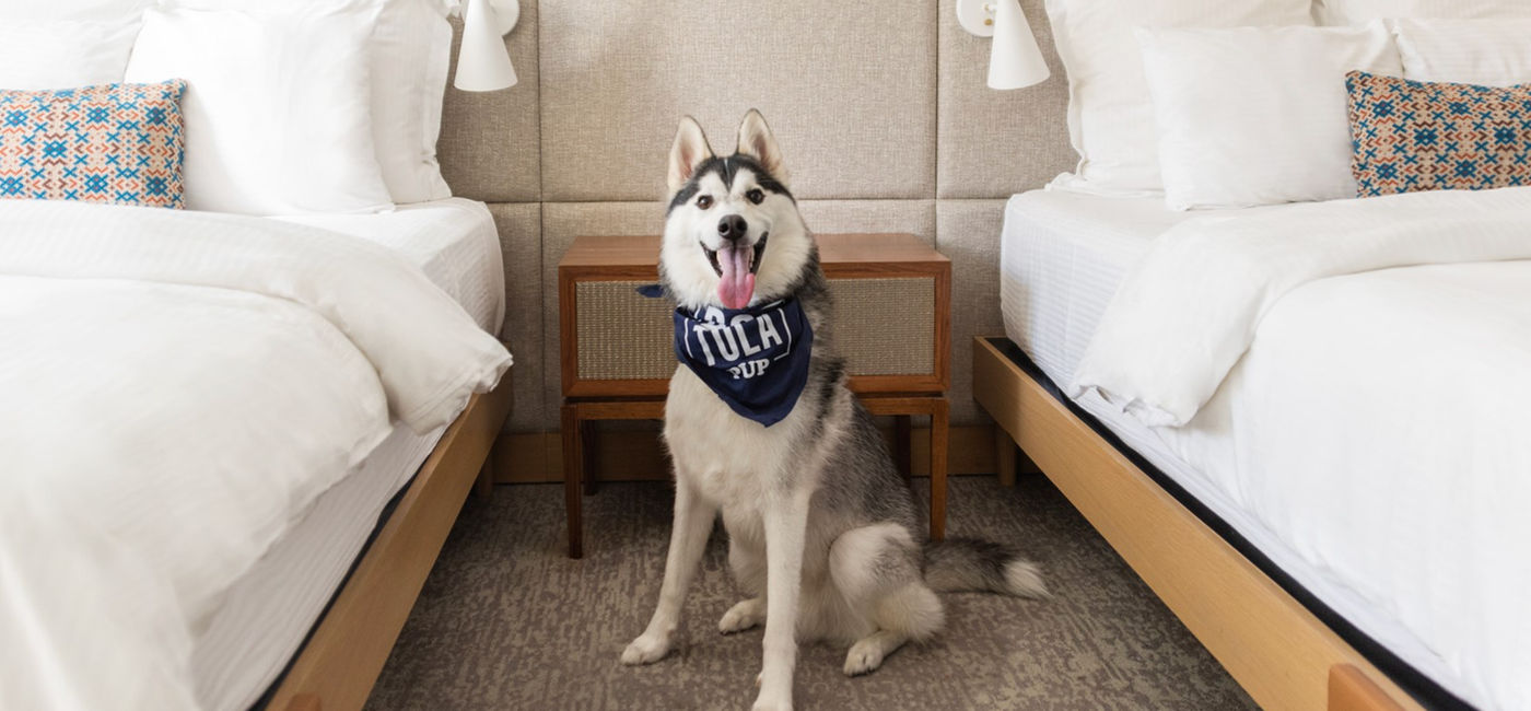 Image: Certains hébergements interdisent de laisser un animal seul dans la chambre ou exigent une cage en l’absence des propriétaires (Source: The Portola Hotel & Spa)