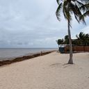 Sargassum in Mexico, beach, cancun, riviera maya, seaweed,