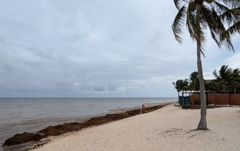 Sargassum in Mexico, beach, cancun, riviera maya, seaweed,