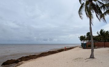Sargassum in Mexico, beach, cancun, riviera maya, seaweed,