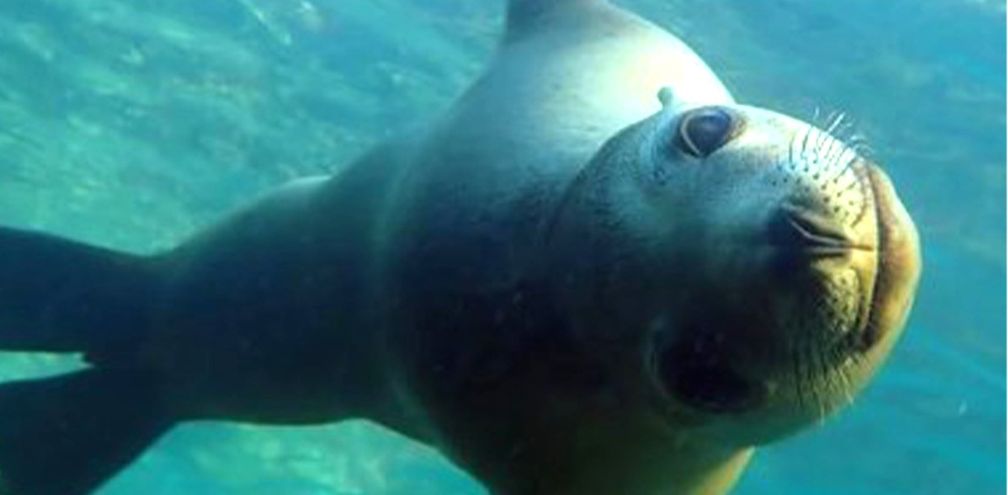 Discover Baja California's Sea of Cortez with UnCruise Adventures