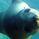 Discover Baja California's Sea of Cortez with UnCruise Adventures