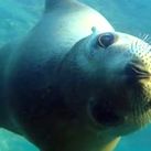 Discover Baja California's Sea of Cortez with UnCruise Adventures