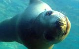 Discover Baja California's Sea of Cortez with UnCruise Adventures