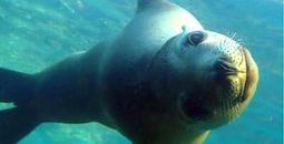 Discover Baja California's Sea of Cortez with UnCruise Adventures